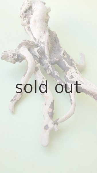 画像4: 流木根 (4)