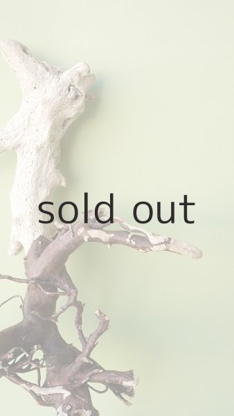 画像5: 流木根 (5)