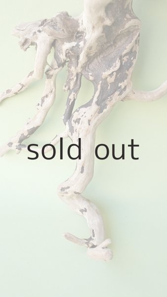 画像2: 流木根 (2)