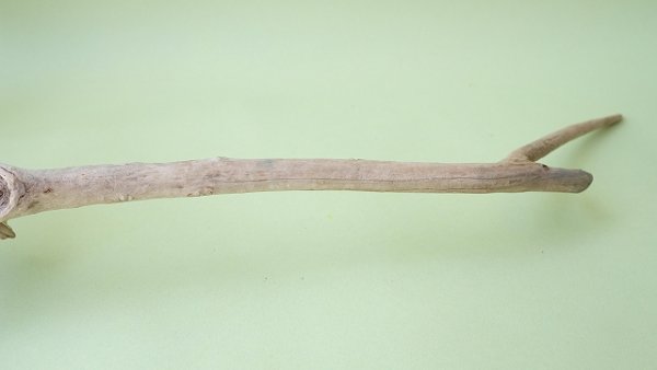 画像4: 流木根 (4)