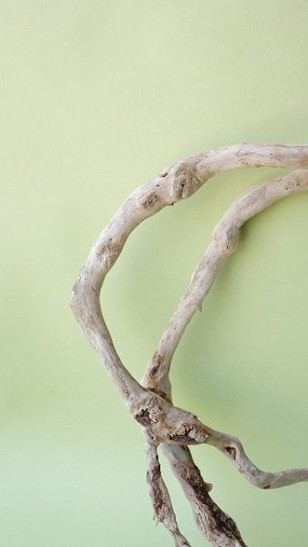 画像3: 流木根 (3)