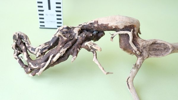 画像3: 流木根 (3)