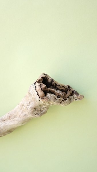 画像5: 流木根 (5)