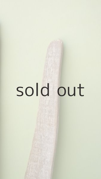 画像5: 板流木セット (5)