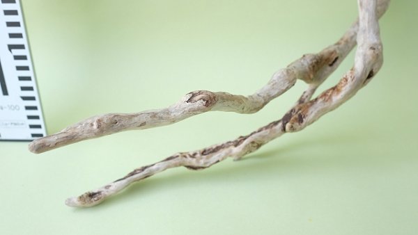 画像8: 流木根 (8)