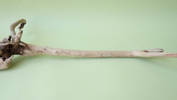 画像6: 流木根 (6)