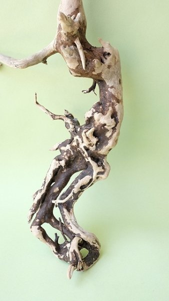 画像2: 流木根 (2)