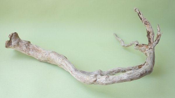 画像7: 流木根 (7)