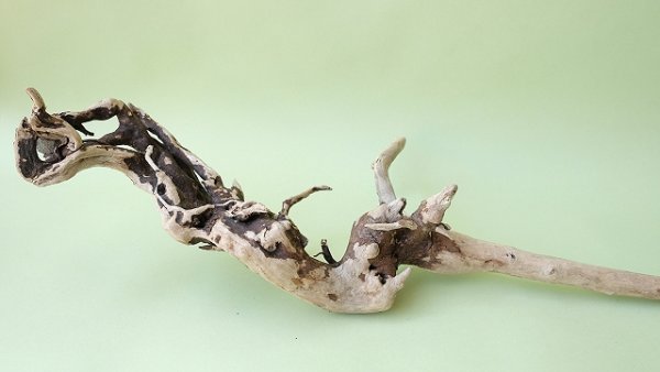 画像5: 流木根 (5)