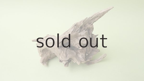 画像2: 変形流木 (2)