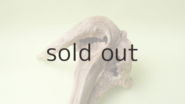 画像3: 変形流木 (3)