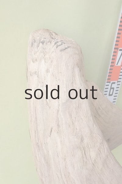 画像9: 大型 根 (9)