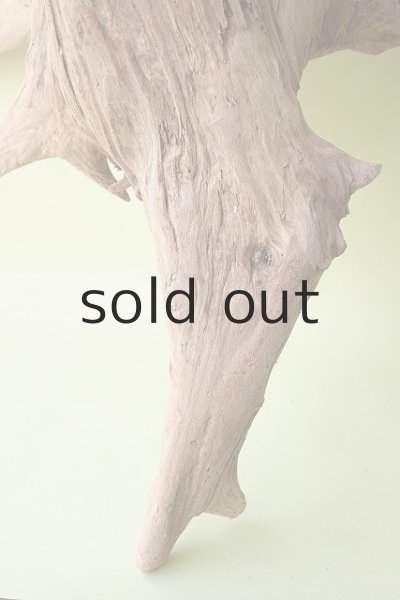 画像5: 大型 根 (5)