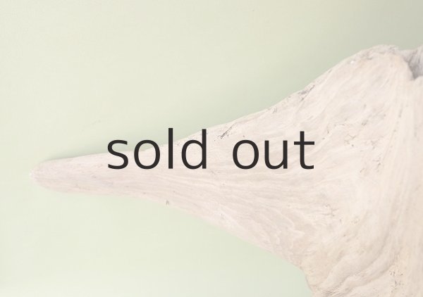 画像2: 大型 根 (2)