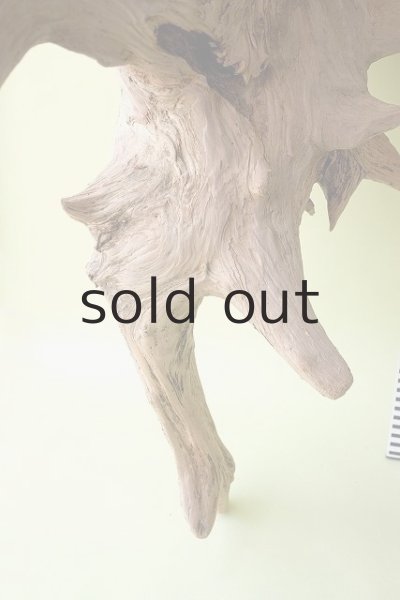 画像7: 大型 根 (7)