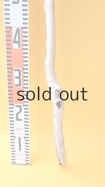 画像5: 枝流木 (5)