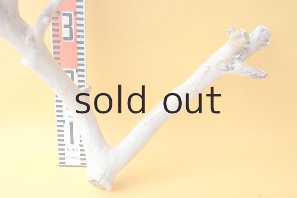 画像6: 枝流木 (6)