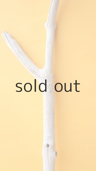 画像3: 枝流木 (3)