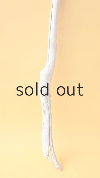 画像2: 枝流木 (2)