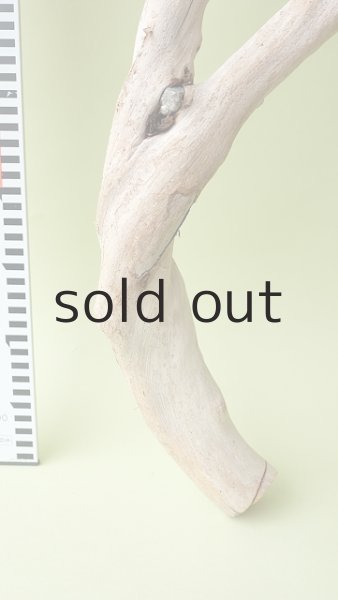 画像8: 流木根（中型） (8)