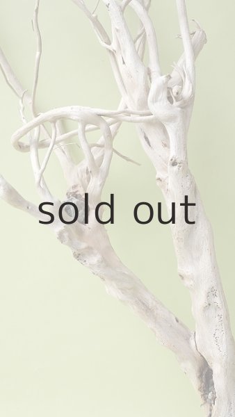 画像7: 流木根（中型） (7)