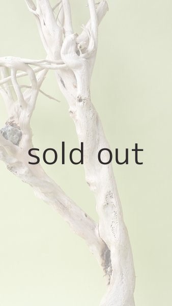 画像3: 流木根（中型） (3)