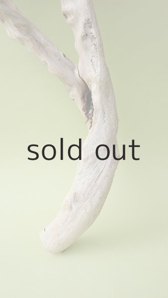 画像2: 流木根（中型） (2)