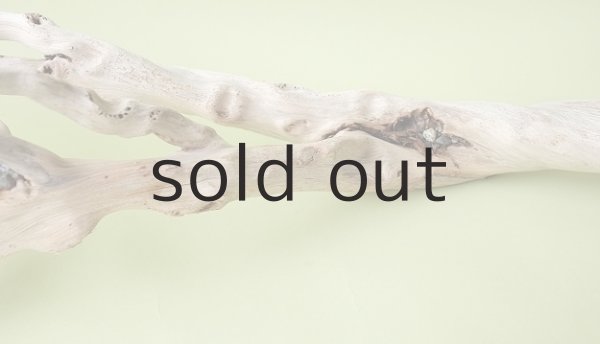 画像11: 流木根（中型） (11)