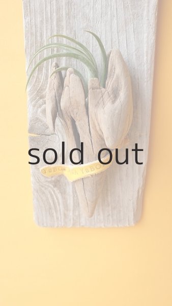 画像2: エアープランツ置き(壁掛けタイプ) by GRAY and GREEN (2)