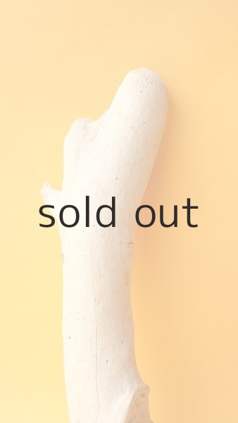 画像3: 小枝流木セット (3)