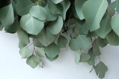 画像3: Dry plants for decor ユーカリ2種シンプルスワッグ