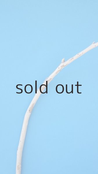 画像4: 棒流木 (4)