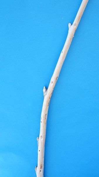 画像3: 棒流木・長尺 (3)