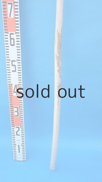 画像5: 棒流木 (5)