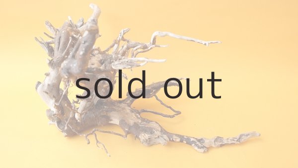 画像6: 流木根 (6)