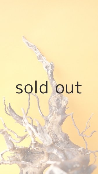 画像3: 流木根 (3)