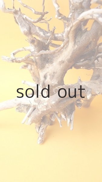 画像2: 流木根 (2)