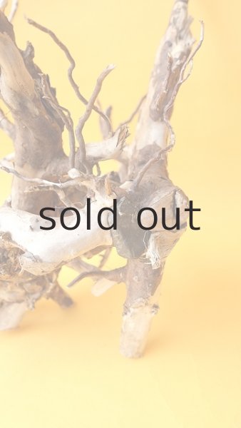 画像5: 流木根 (5)