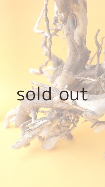 画像4: 流木根 (4)