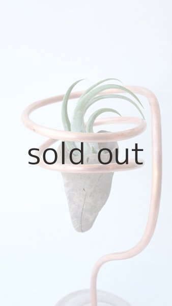 画像3: エアープランツ置き by GRAY and GREEN (3)