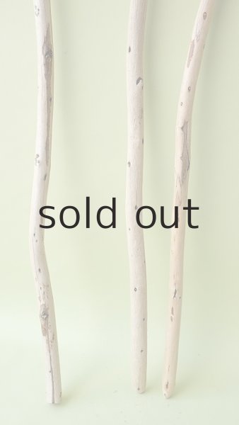 画像2: 棒流木セット (2)