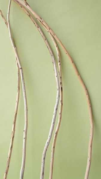 画像3: 棒流木セット (3)