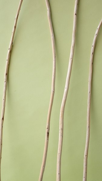 画像3: 棒流木セット (3)