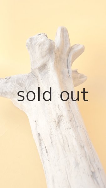 画像4: 流木根 (4)