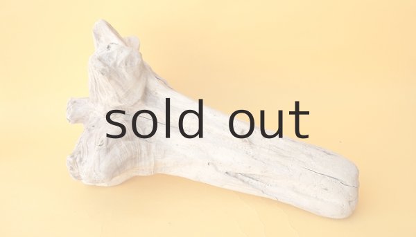 画像3: 流木根 (3)