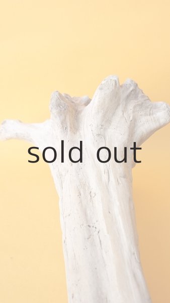 画像5: 流木根 (5)