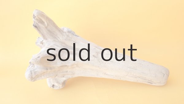 画像2: 流木根 (2)