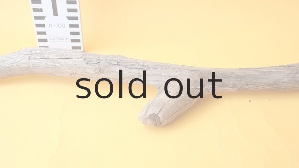 画像6: 変形流木 (6)