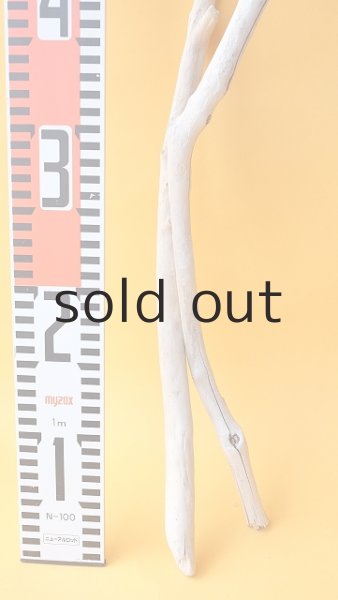 画像5: 枝流木セット (5)