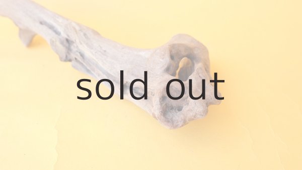 画像7: 変形流木 (7)